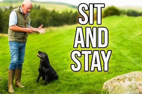 Dog Obedience Training For BEGINNERS