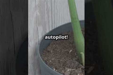 Easy Gardening Hacks for Beginners!