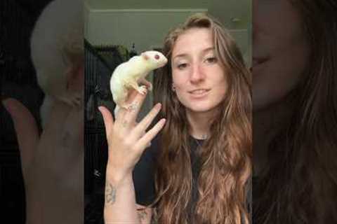 Unpack 13 EXOTIC ANIMALS with me!