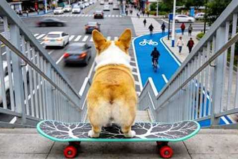 With this unique skill, you can interact with a puppy 🐶 Make a friend? 🫶 ❤️ #pets #funny #cute