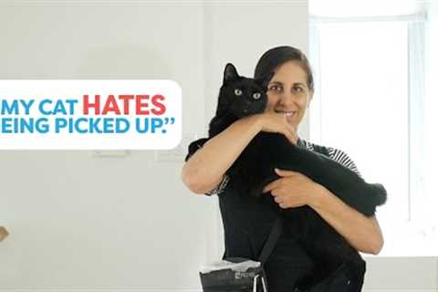 Teach Your Cat To Enjoy Being Picked Up