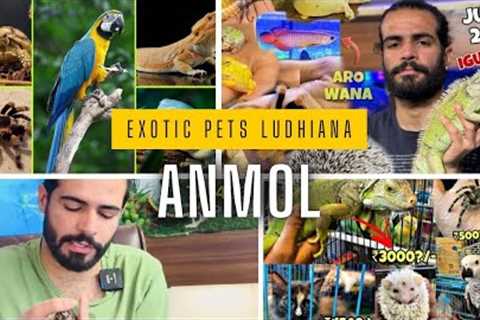 Exotic Pets Ludhiana 🤨 Pets And Birds 🦅 