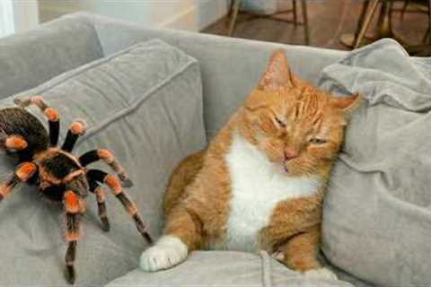 Funny Cat Videos 😂 A Collection Of Hilarious Cats That Will Make You Laugh Out Loud And Find Peace ..