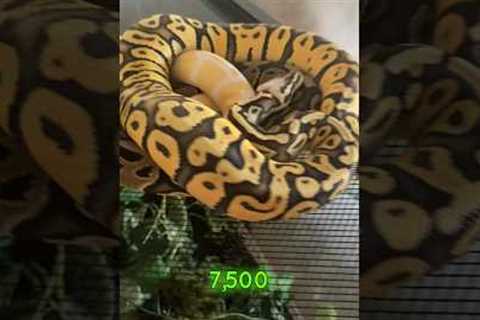 Top 5 best pet reptiles for beginners