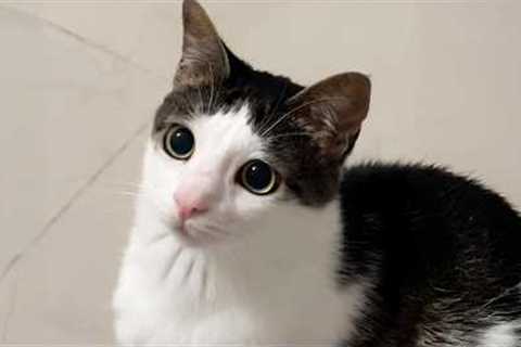 You Laugh, You Lose! 🤣 Funny Cat Videos 2026 😹 Part 129