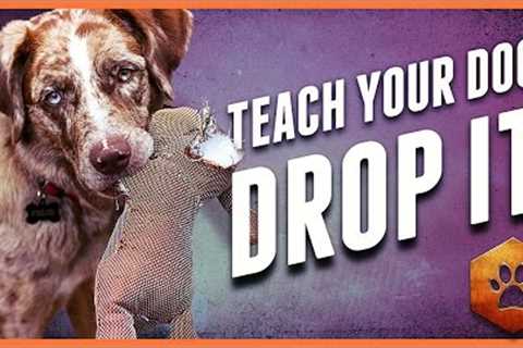 Teach a Dog to Drop It - Get polite mouth control with Tug