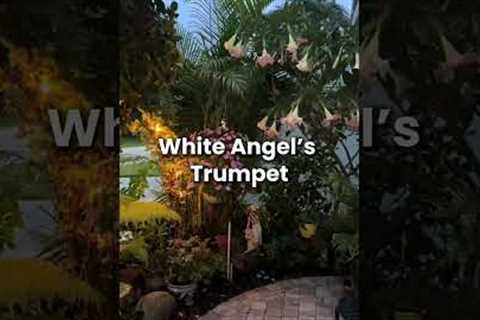 Plants That Glow in a Moon Garden Night Garden Ideas