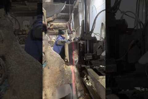 Working hard to get married--Sawing timber