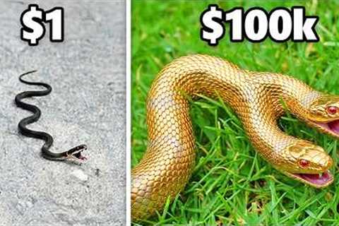 $1 vs. $100,000 Snake!