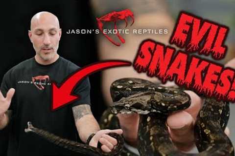 Handling Aggressive Snakes Without Getting Bit — Reading Body Language Like a Pro
