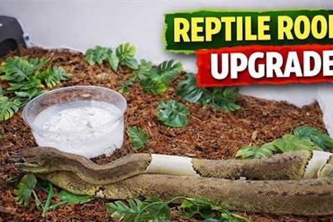 Setting Up My Reptile Room! New Enclosures for Snakes, Dragons &amp; Skink