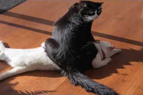 Cats Being Absolutely Bonkers