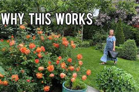5 Gardening Hacks That Create a Beautiful Rose Garden