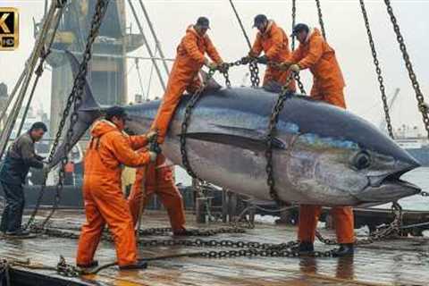 Bluefin Tuna Fishing | How Fishermen Can Make Up to $480,000 in 7 Days? | Deep Sea Creatures