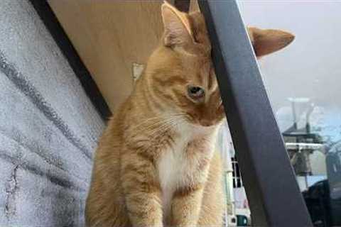 The Most DRAMATIC Cats Ever! 😂 Funny Cat Videos 2026