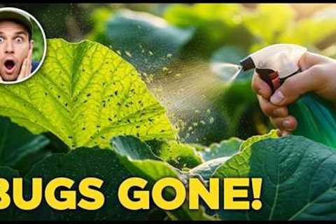 Never Spray Chemicals Again! This Natural Mix Stops Aphids Overnight