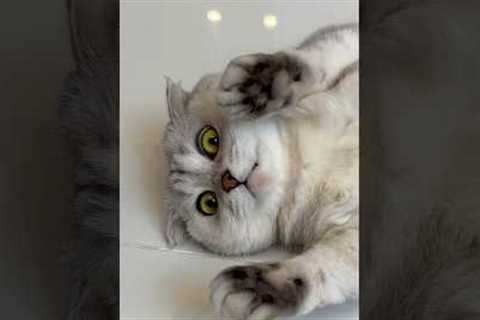 What other tricks can I expect from Sonya?😳 #cat #cats