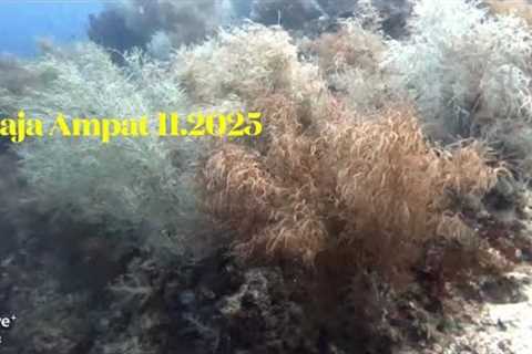 Raja Ampat 4K | Scuba Diving | Papua Explorers Dive Resort