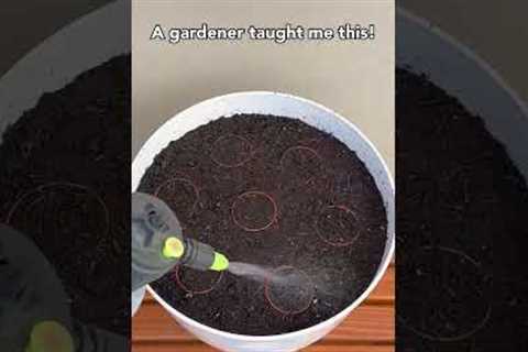 Genius potting hack using plant packaging! 🌱 #genius #plants #hack