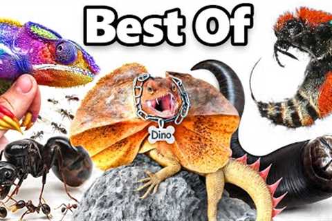 My Best Pets of 2024