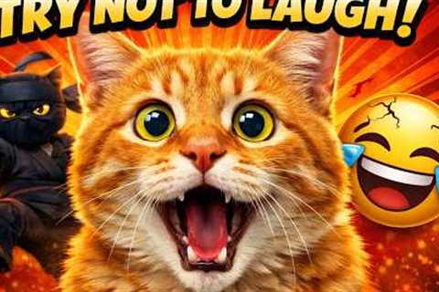 Cats Doing Funny Things 😂 | Funny Cat Moments