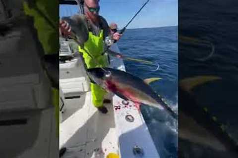 A CRAZY Yellowfin Tuna Gaff Shot You've NEVER Seen Before!