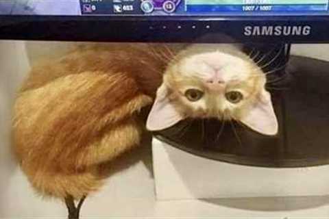 30 MINUTES Funniest CATS Caught on the Internet! 🤣 SUPER Funny Cat Videos