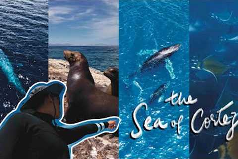 Snorkeling and Scuba Diving in Sea of Cortez, Baja California Sur, Mexico | Travel Vlog| 4K UHD