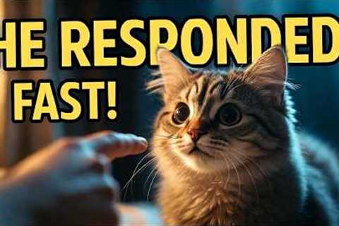 How To Train Your Cat To Respond To Its Name Fast