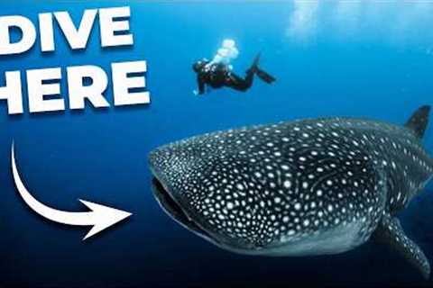 The ULTIMATE Guide to Scuba Diving in THAILAND!