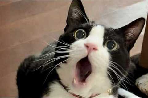 You Laugh, You Lose! 🤣 Funny Cat Videos 2026 😹 Part 131