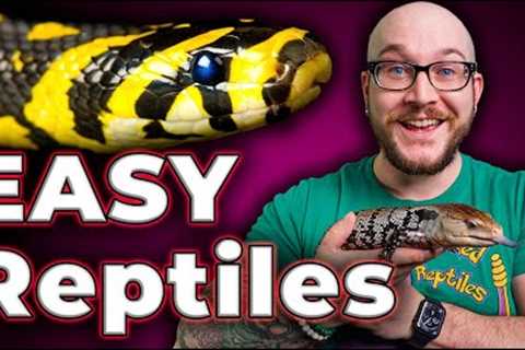 The 5 EASIEST Reptiles ANYONE Can Care For!