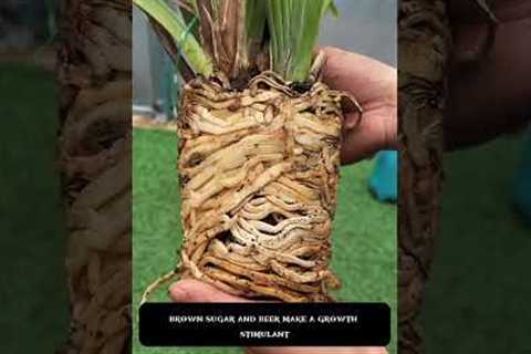 4 Powerful Brown Sugar Plant Hacks 🌱 Make Roots Grow Fast & Flowers Bloom Like Crazy