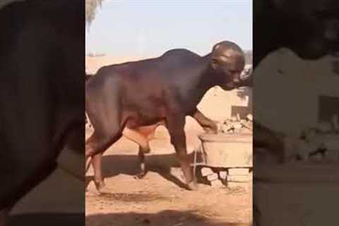 WHAT DID I JUST WATCHED #funny #trending #comedymovies #kaizaratv #movie #fyp #youtubeshorts #reels