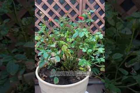 🌹Identify this major problem of rose plant #plantcare #garden #gardening