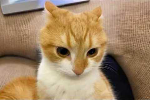 You Laugh, You Lose! 🤣 Funny Cat Videos 2026 😹 Part 133