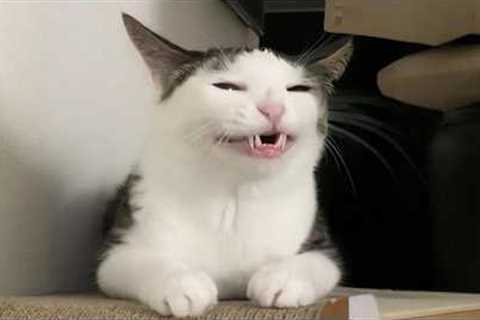 You Laugh, You Lose! 🤣 Funny Cat Videos 2026 😹 Part 134