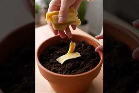 5 Micro Gardening Hacks You Must Try 🌱  Grow More in Small Spaces