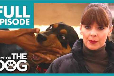 Puppy Special | Season 2 Episode 17 | It's Me Or The Dog US