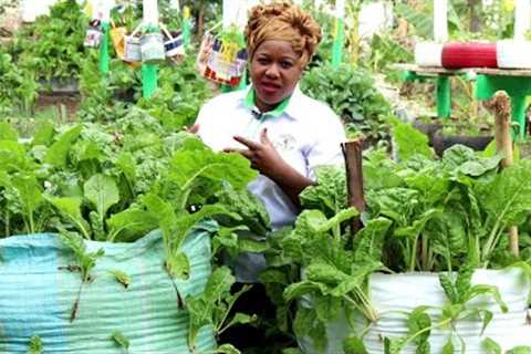 The Smallest Garden with Highest Vegatable Yields | 12 Kitchen Gardening Ideas