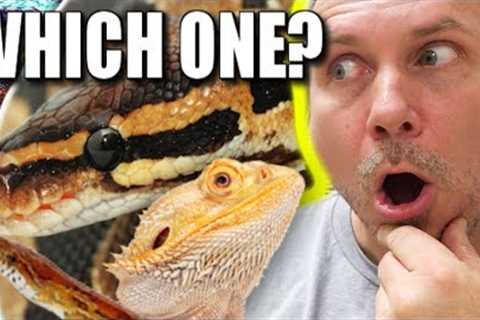 PET SNAKES AND REPTILES **MY THOUGHTS** | BRIAN BARCZYK