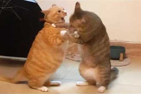 You Laugh, You Lose! 🤣 Funny Cat Videos 2026 😹 Part 135