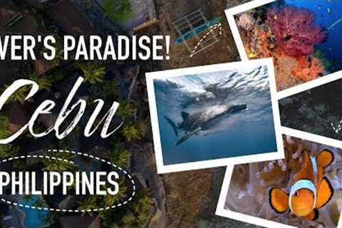 Epic scuba diving in Cebu, PHILIPPINES - 4k underwater video