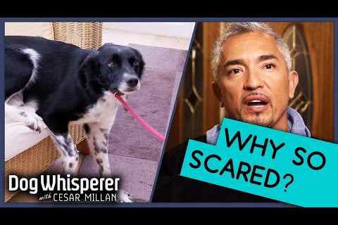 Dog Anxiety SOLVED! | Cesar Millan’s Best Tips