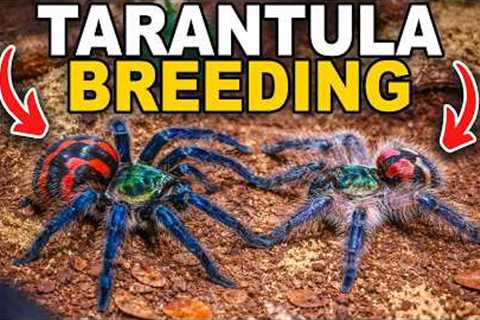 We've Never Tried This Before...(Tarantula Breeding!)