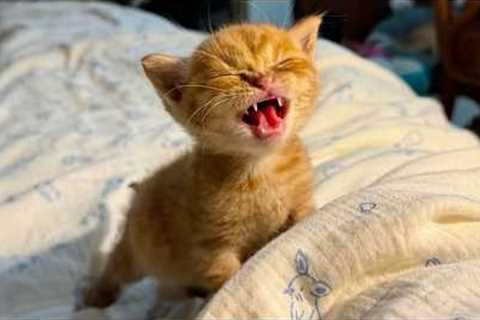 The Most DRAMATIC Kittens Ever! 😂 Funny Cat Videos 2025
