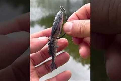 The Berkley Gilly #urbanfloridafishing #fishingtutorial #fishinghowto #howtorigaswimbait #fishing