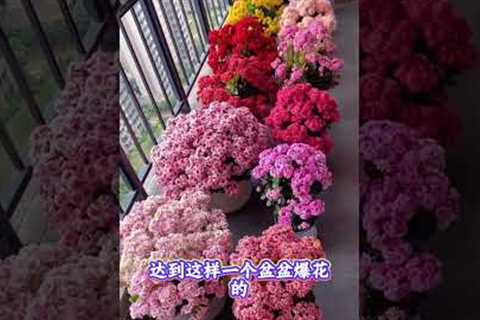 Top 10 Easy Flower Gardening Tips for Beginners