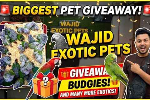 Wajid Exotic Pets has new stock and a giveaway! 🦜🎁 #Pets #Giveaway #conure #birds 