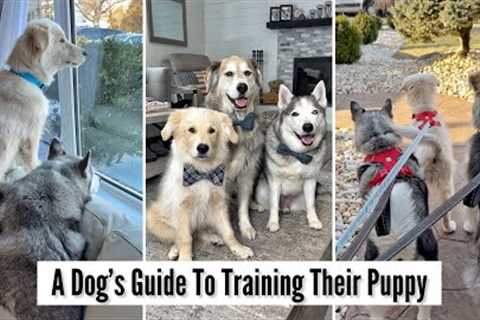 A Dog's Guide To Training Their Puppy